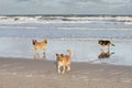 Sunrise beach on the North Sea with three dogs