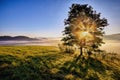 Sunrise beams through the foggy tree