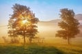 Sunrise beams through the foggy tree