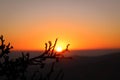 Sunrise as seen from the top of a Himalayan mountain with the silhouette of a tree branch