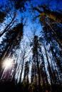 Sunrise in a beautiful forest in Carpathian mountains, Ukraine, Europe. Scenery of nature with sunlight. Beauty of nature concept