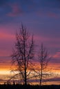 Sunrise Beauty with Deciduous Tree Silhouette