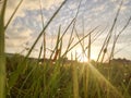 sunrise behind the dewy green grass