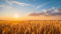 Sunrise behind a field of wheat ears Spikes of wheat against the blue sky at sunset, generated AI Royalty Free Stock Photo