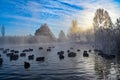 sunrise behind mallard birds in pond in park Royalty Free Stock Photo