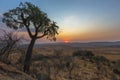 Sunrise behind mountain cabbage tree