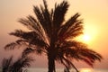 Sunrise behind a tall palm over the Red Sea