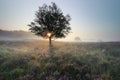 sunrise behind tree and flowering pink heather Royalty Free Stock Photo