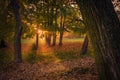 Sunrise behind the trees in the autumn in park with light streak Royalty Free Stock Photo