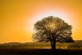 Sunrise behind trees that in tropical forests Royalty Free Stock Photo