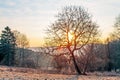 Sunrise behind the Trees