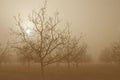 Sunrise Behind Walnut Trees