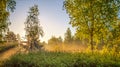 Sunrise.Birch Grove in the morning mist.Spring nature.landscape Royalty Free Stock Photo