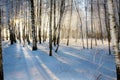 Sunrise in birches forest Royalty Free Stock Photo