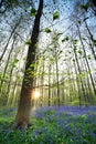 Sunrise in bluebell forest Royalty Free Stock Photo