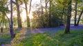 Sunrise in a bluebell wood, Hambledon, Hampshire, UK Royalty Free Stock Photo