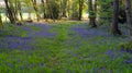 Sunrise in a bluebell wood, Hambledon, Hampshire, UK Royalty Free Stock Photo