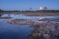 Sunrise in the bog. Icy cold marsh. Frosty ground. Swamp lake and nature. Freeze temperatures in moor. Muskeg natural environment.