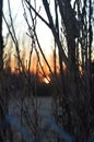 Sunrise between the branches Royalty Free Stock Photo