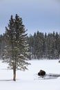 Sunrise Buffalo in Yellowstone Park Royalty Free Stock Photo