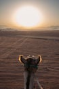 Sunrise and Camel in Wadi Rum, Jordan