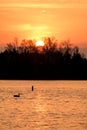 Sunrise And Canada Goose At Island Lake Conservation Area Royalty Free Stock Photo