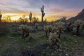 Sunrise with Cholla Cacti