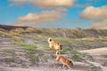 Sunrise coastal landscape with dunes with marram grass and two sheepdogs