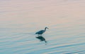 Sunrise colours pink and blue ripples on water surface while heron wades looking for food Royalty Free Stock Photo