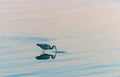 Sunrise colours pink and blue ripples on water surface while heron wades looking for food Royalty Free Stock Photo