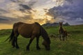 Sunrise in company of two horses. In natural park of Urkiola.