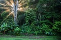 Sunrise in Corcovado National Park Costa Rica