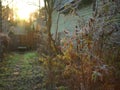 Sunrise in a countryside with frozen plants