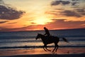 Sunrise covers the galloping horse and forms a dramatic outline Royalty Free Stock Photo