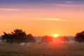 Sunrise cows Veluwe