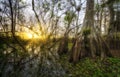 Sunrise Cypress Tree Everglades Royalty Free Stock Photo