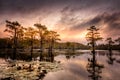 Sunrise with cypress trees in the swamp of the Caddo Lake State Park Royalty Free Stock Photo