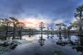 Sunrise with cypress trees in the swamp of the Caddo Lake State Park Royalty Free Stock Photo