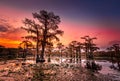 Sunrise with cypress trees in the swamp of the Caddo Lake State Park Royalty Free Stock Photo