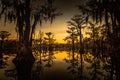 Sunrise with cypress trees in the swamp of the Caddo Lake State Park Royalty Free Stock Photo