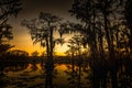 Sunrise with cypress trees in the swamp of the Caddo Lake State Park Royalty Free Stock Photo