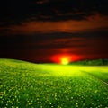 Sunrise on dandelion field