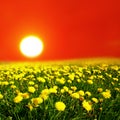 Sunrise on dandelion field Royalty Free Stock Photo