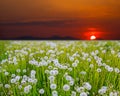 Sunrise on dandelion field Royalty Free Stock Photo