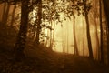 Sunrise in a dark forest with fog in autumn