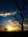 Sunrise with dead tree