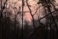 Sunrise in decidous forest of Pench