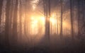 Sunrise in deep foggy winter forest. Royalty Free Stock Photo