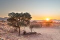 Sunrise in desert landscape with acacia tree, NamibRand Nature Reserve, Namib, Namibia Royalty Free Stock Photo