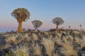 Sunrise in desert landscape of Quiver Tree Forest, Namibia, South Africa Royalty Free Stock Photo